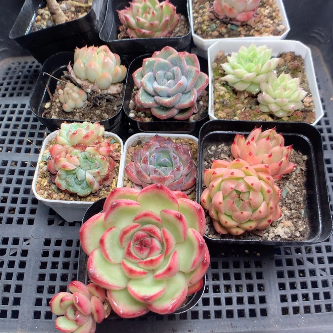 无花朵Y70月英语英语英语英语英语英语