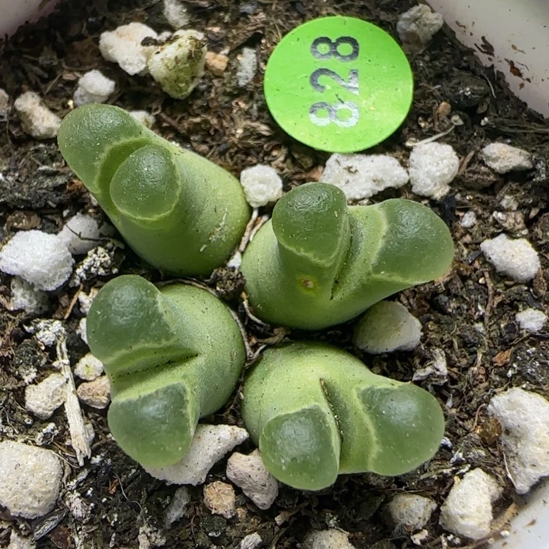 佛度群多肉植物828