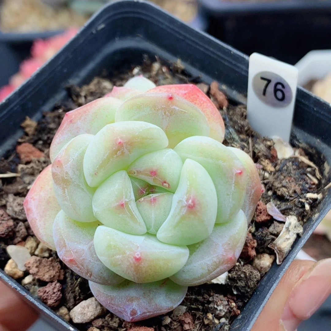 糖心58包邮  群生不包整76