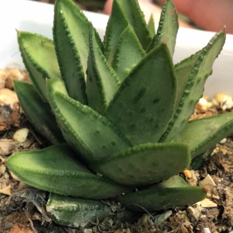 白肌赤耳硬叶带盆发货哈哈