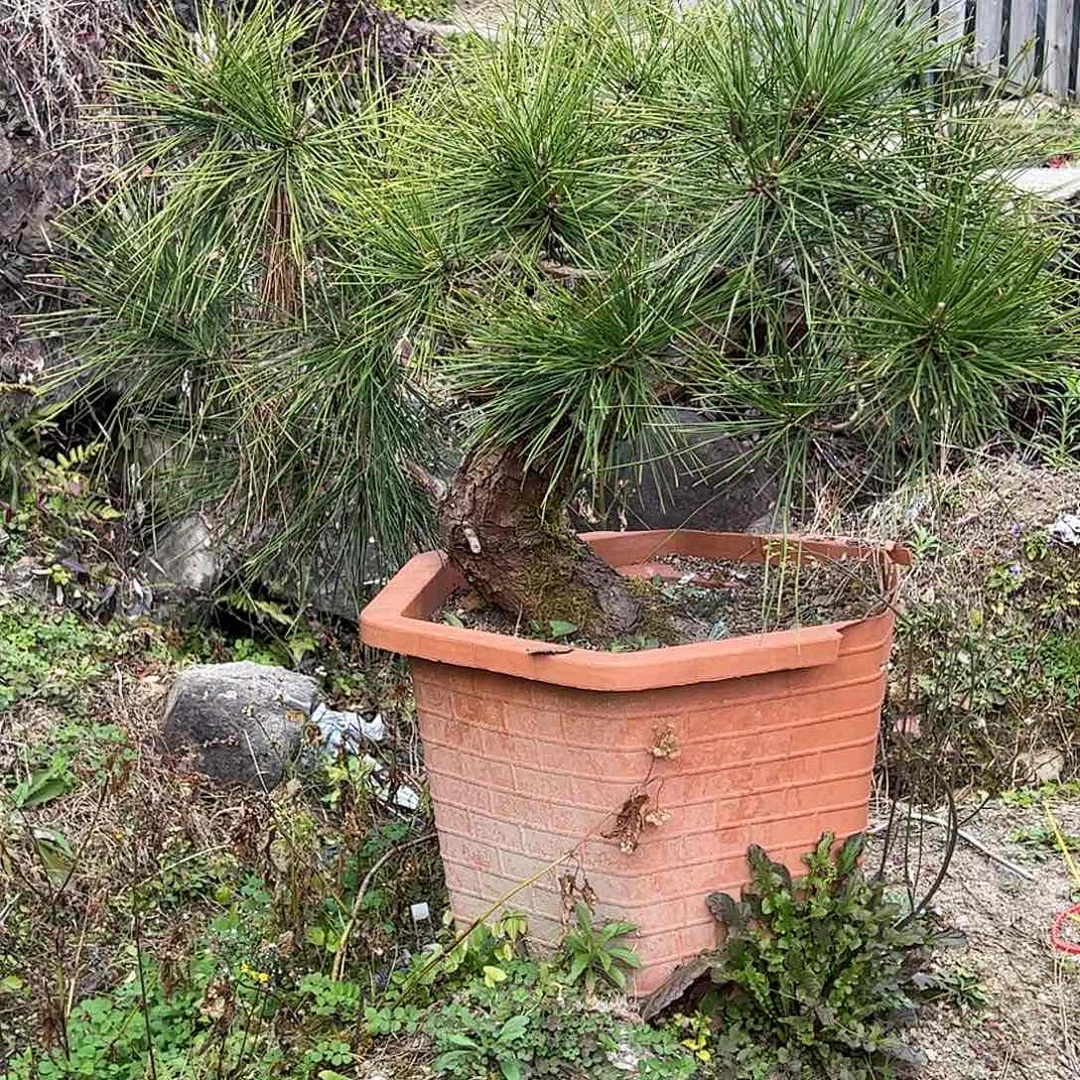 1挎*展c095黑松 盆栽 包邮