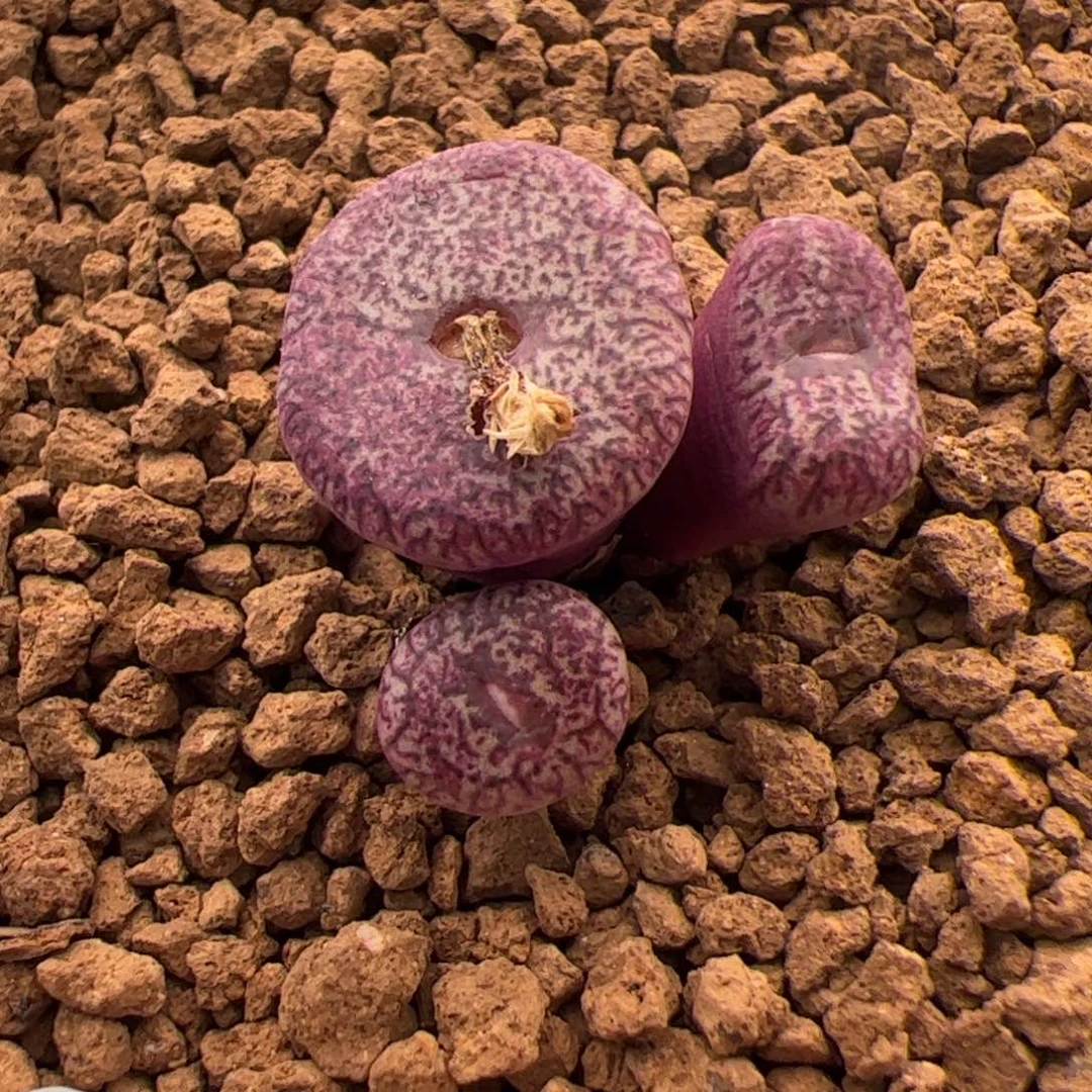 178号密纹2.7多肉