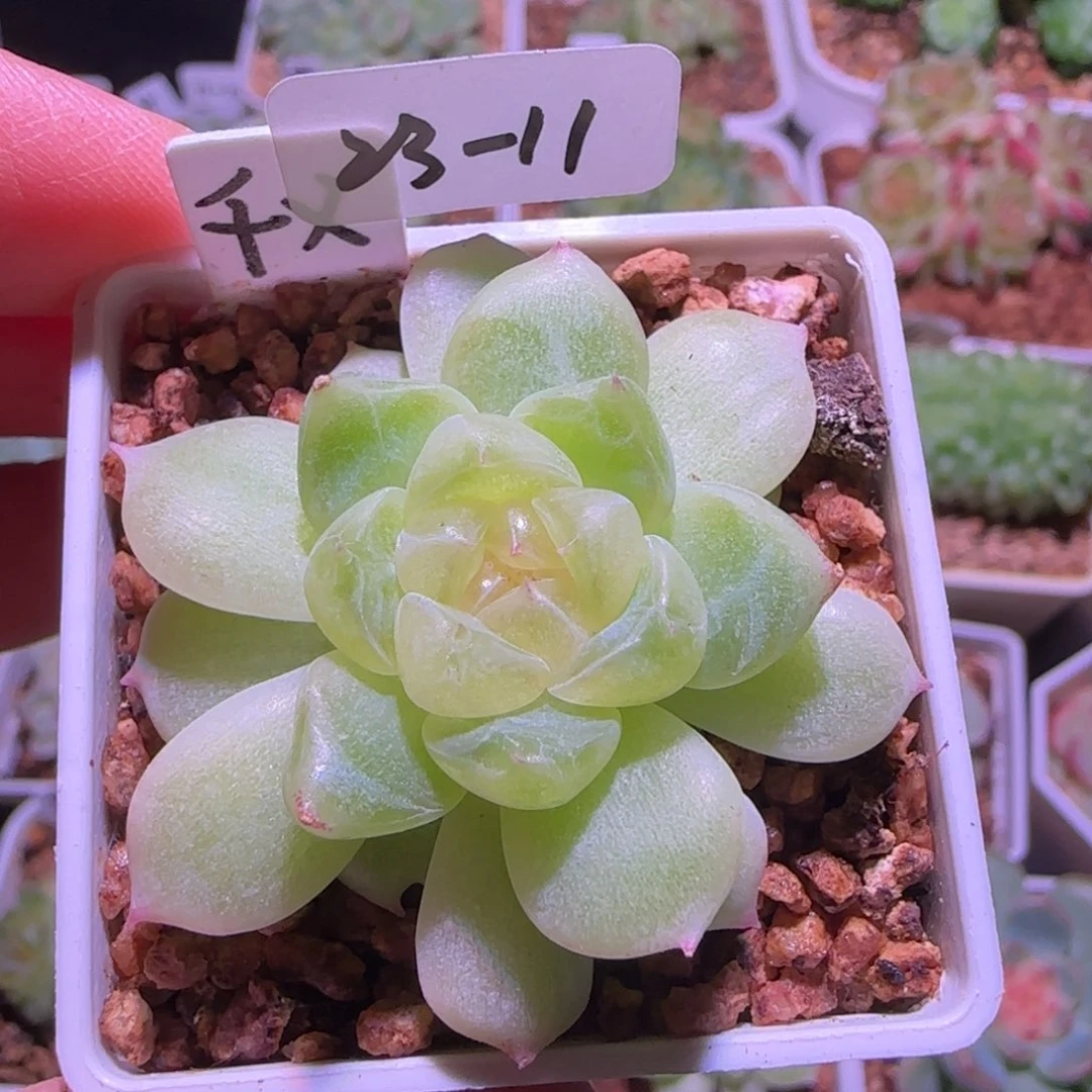 23-11福利千寻单头