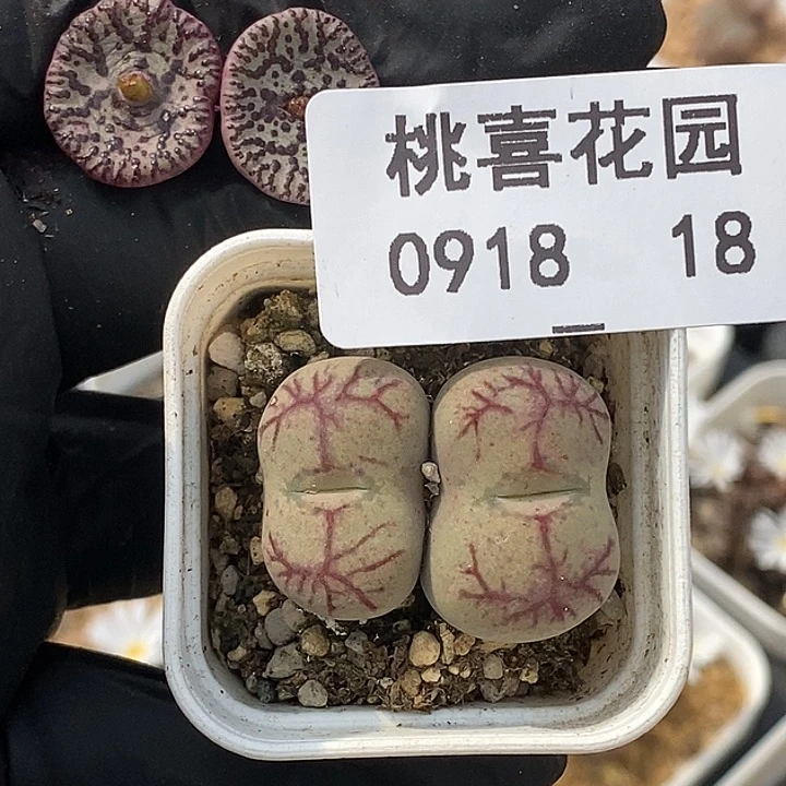 羽0918-18-打包。