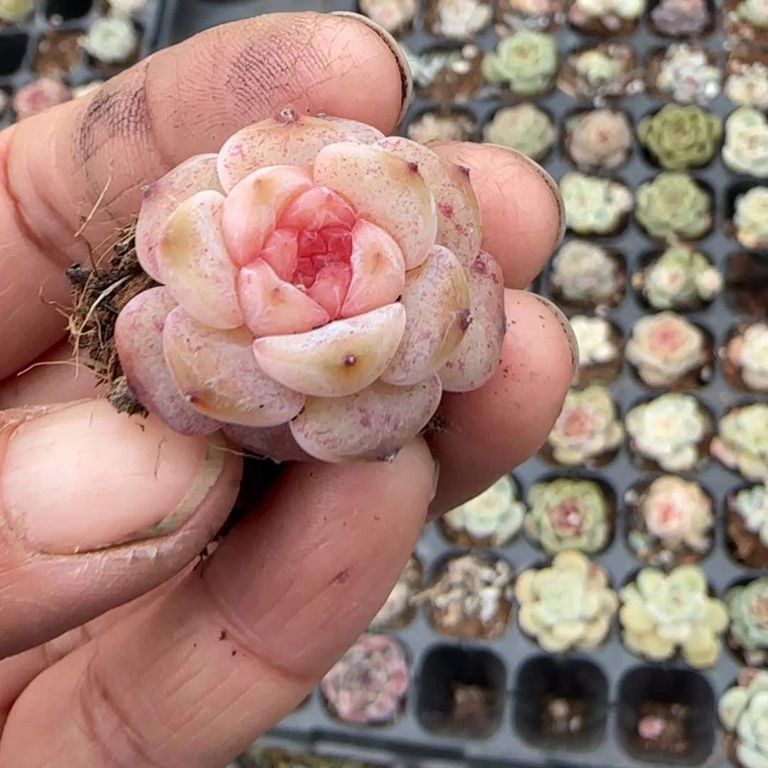 多肉小卡拉米糖心一物一拍