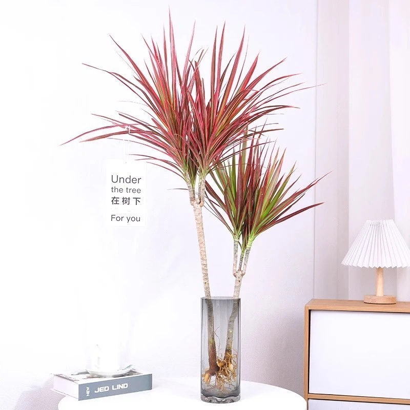 水培马尾铁千年木盆栽桌面绿植室内四季七彩水养水培植物吊钟植物