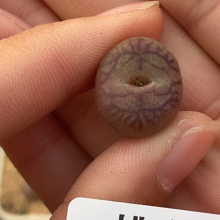 1229-99-杂交fvhjnm