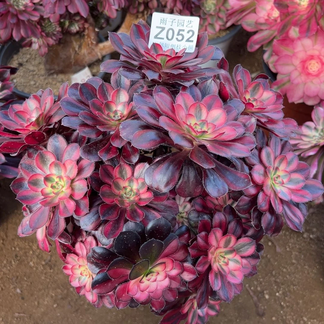 052香奈尔尺寸25左右