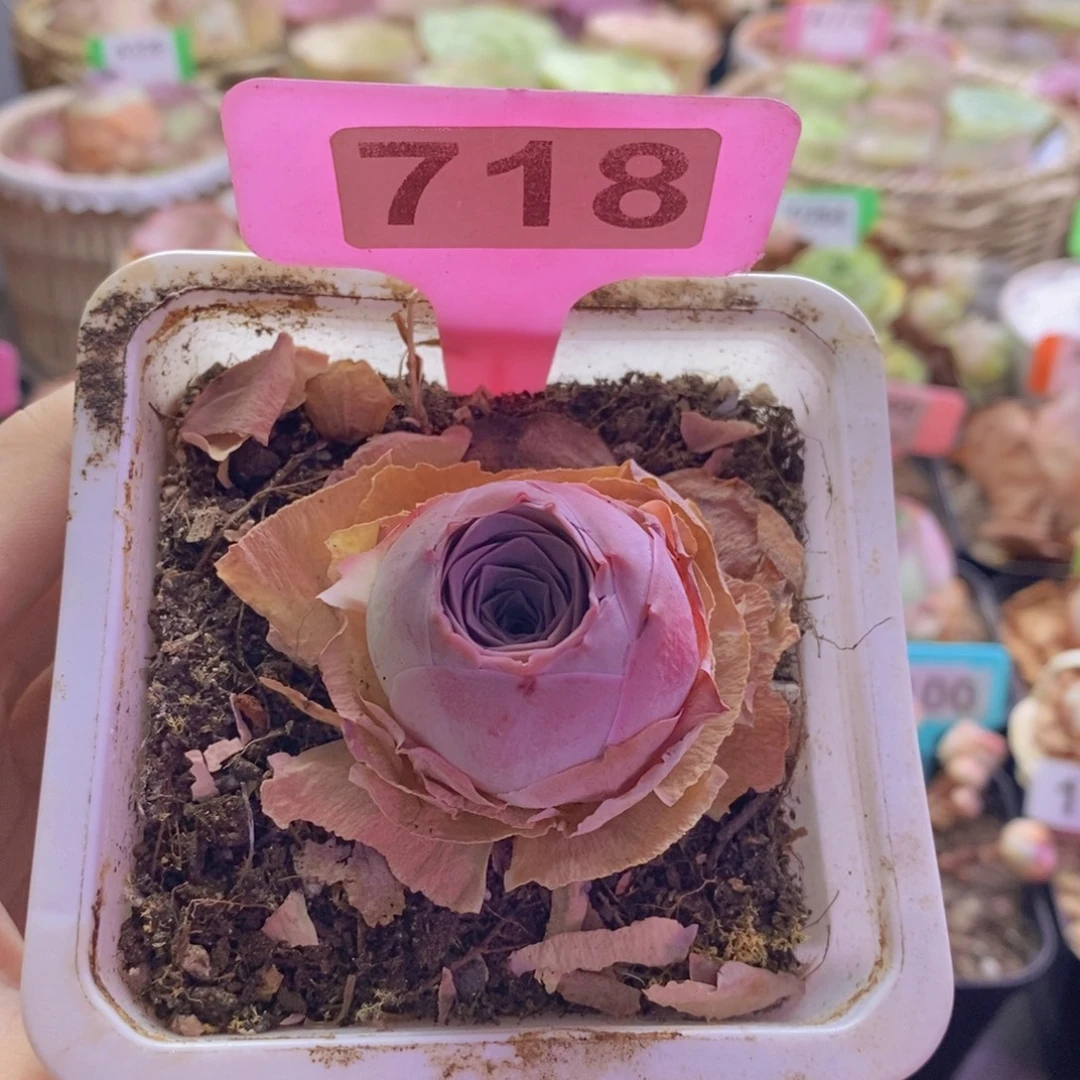 山地玫瑰一物一拍满山红718