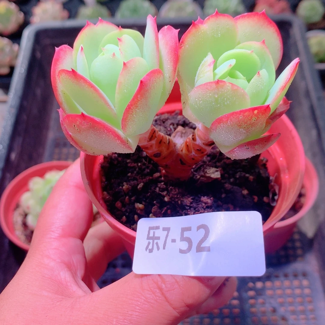 乐然 7-52 桃花石