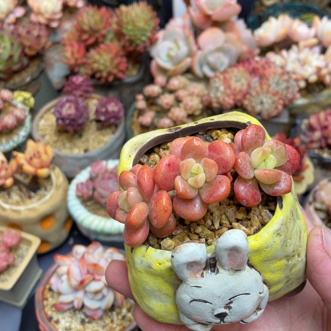 玉***微美人杂交芒果奶老桩群生