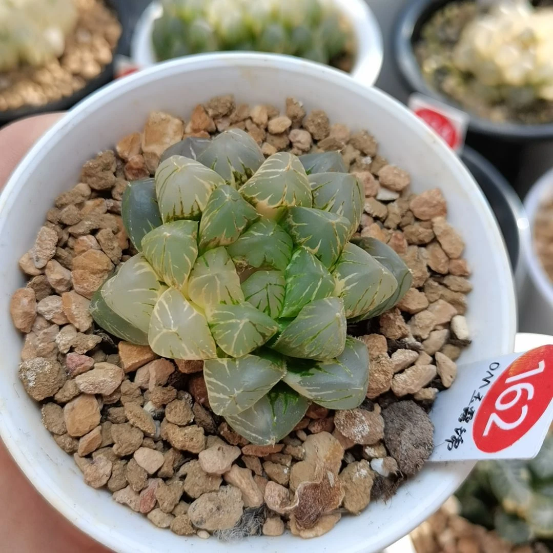 162号OM玉露锦一物一拍带盆土发货