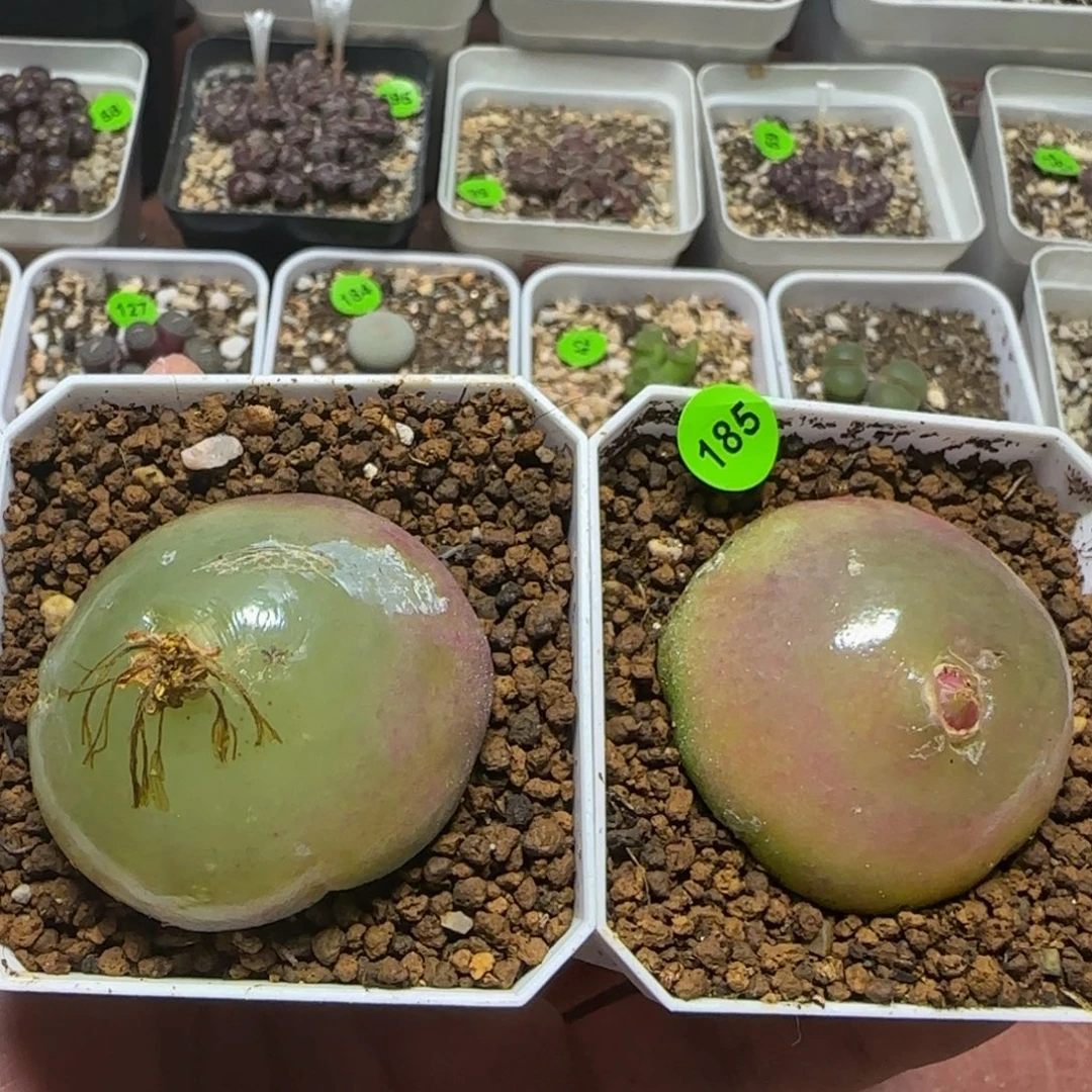 关***ᝰ专拍漂亮多肉植物185