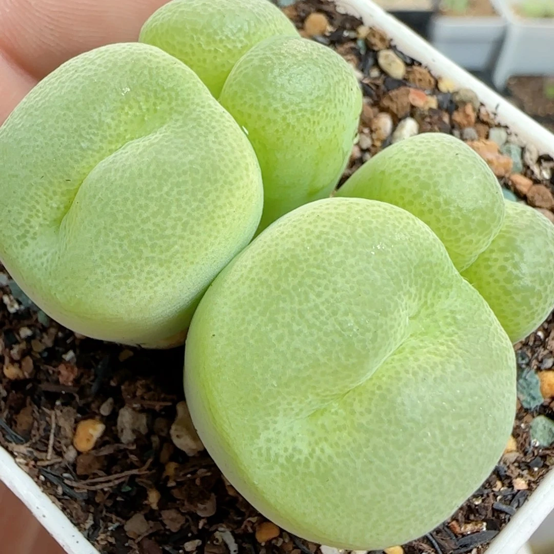 多肉植物24号脆星母本群