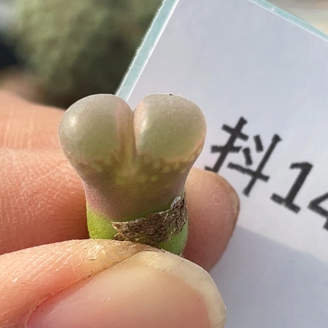 14-36风铃多肉植物