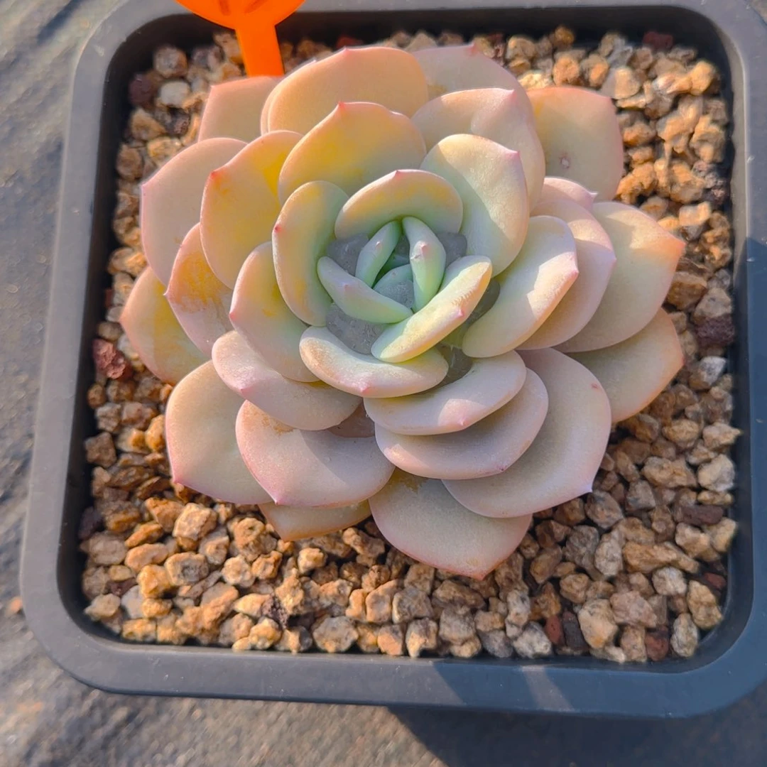 w*93多肉植物一物一拍