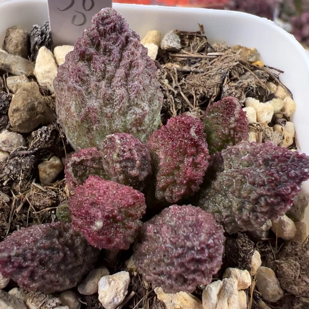 深色系满纹颗粒款实生新品