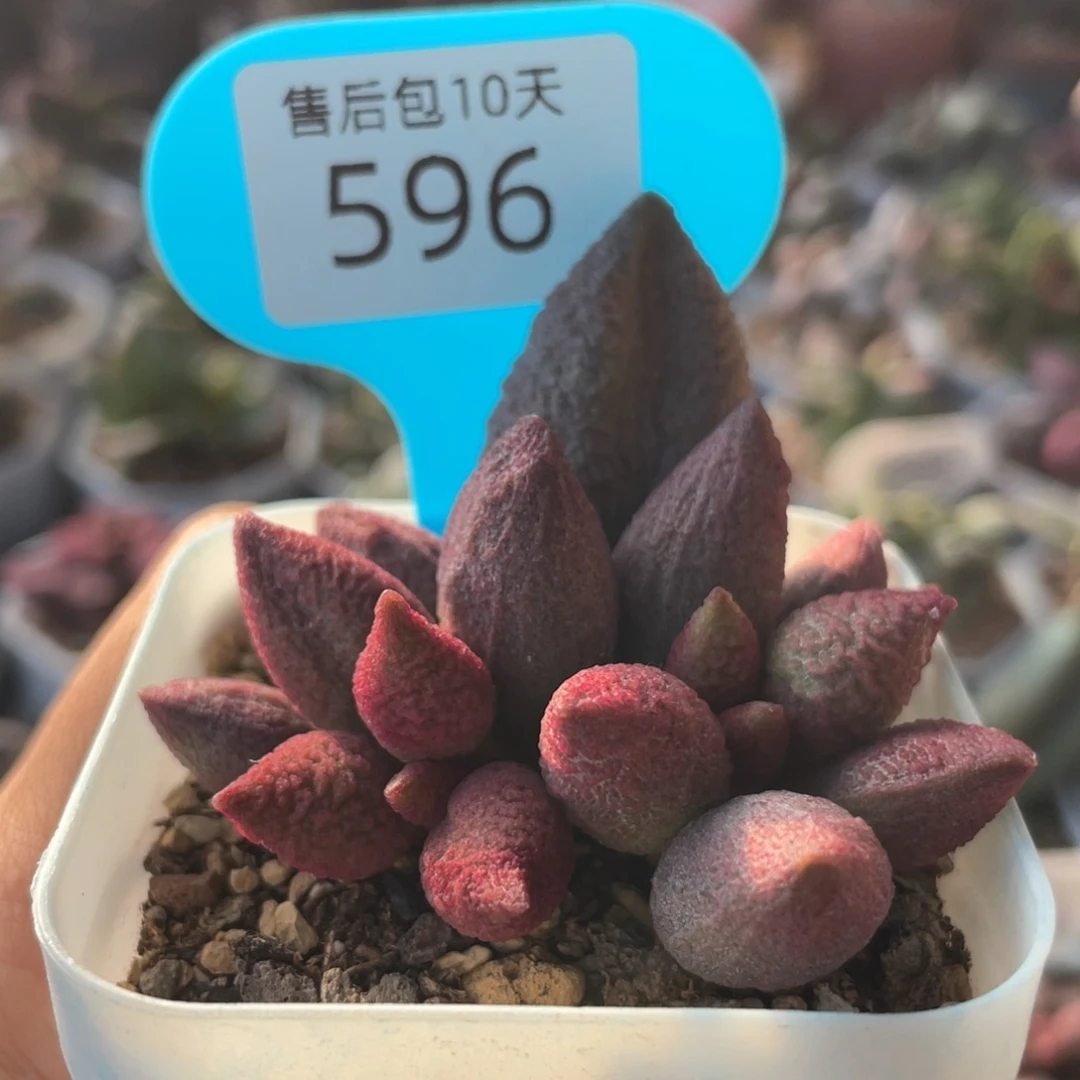 笑**风      服部596。