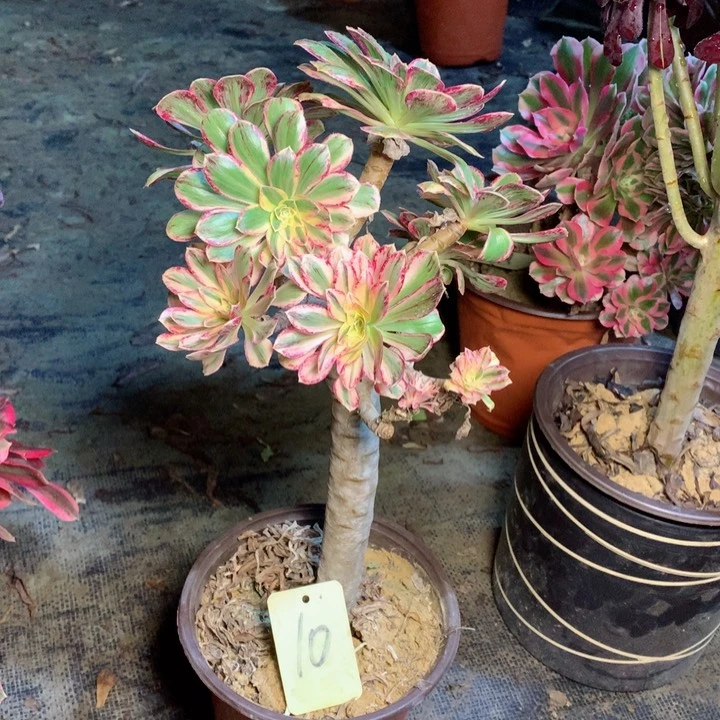 10拉丝锦锦多肉一物一拍