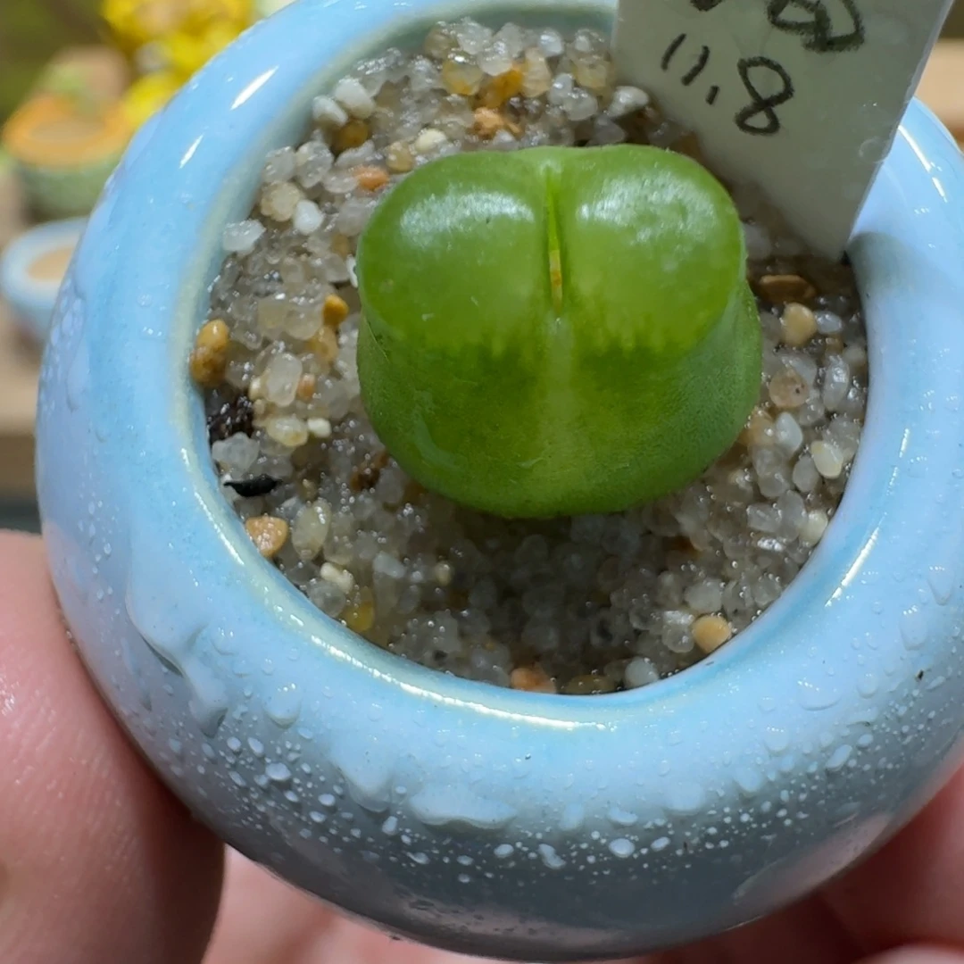 蘑菇1157雪茄多肉植物