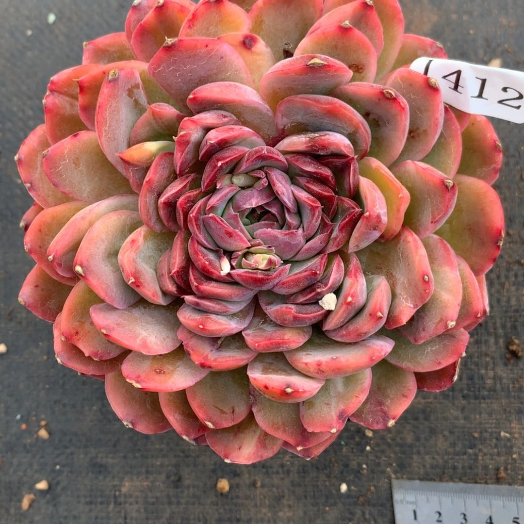 1412杂交精品基地12厘米