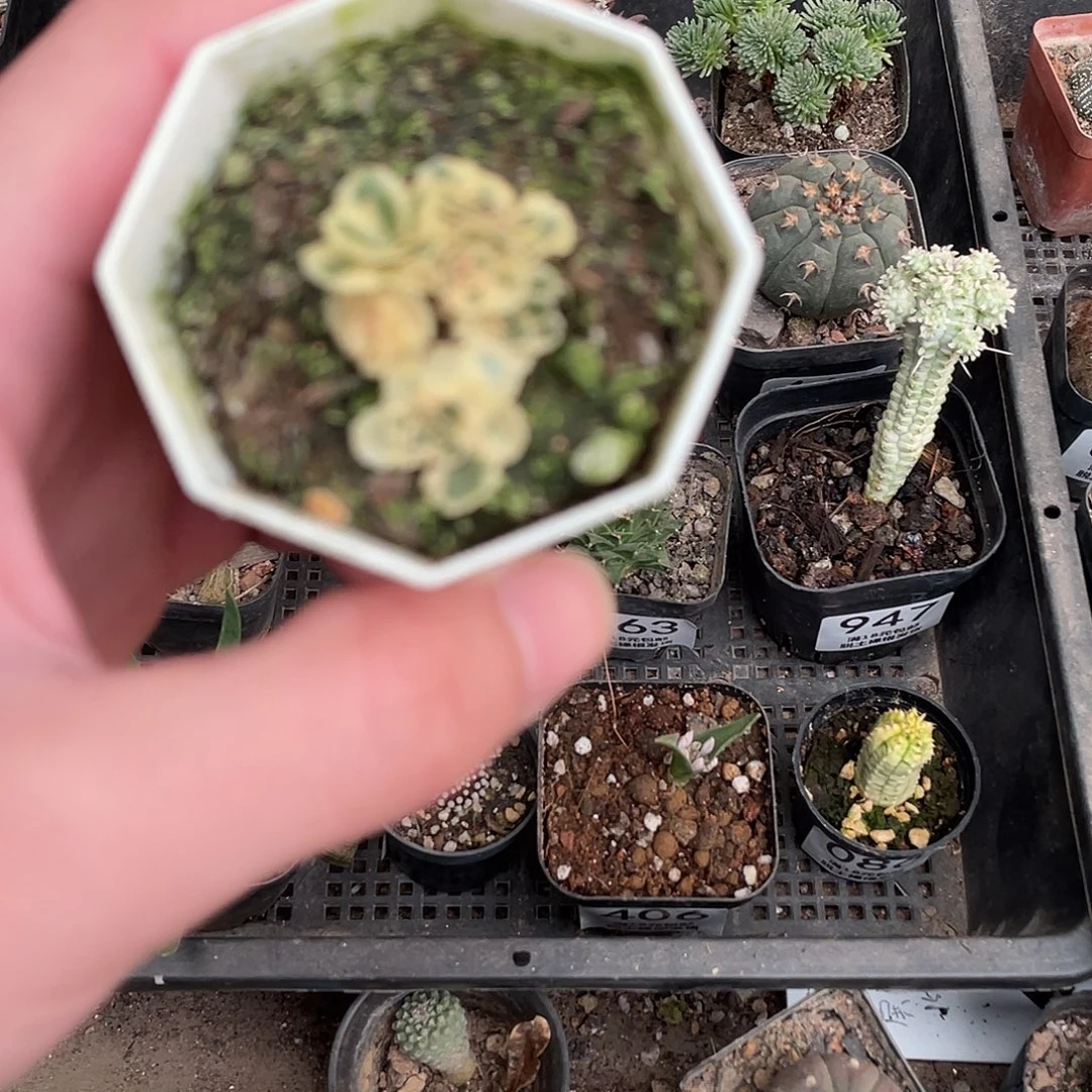 亚特兰帝斯锦（满18包邮）