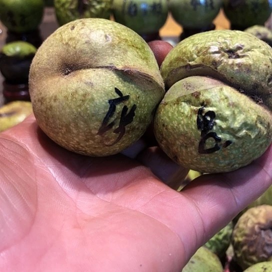 桃核吊坠核桃核桃