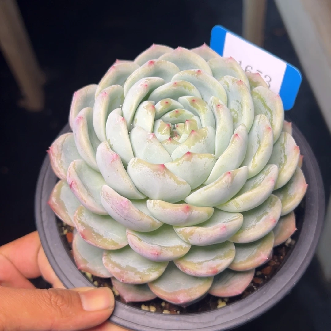 蓝*莲1653多肉多多的多