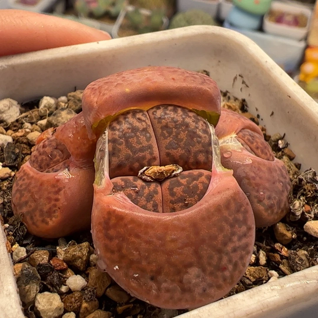 886多肉植物百科