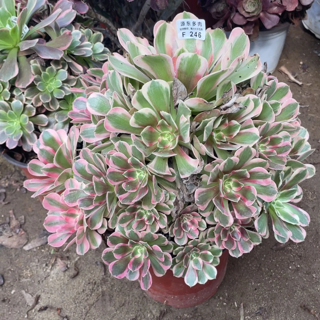 246七彩石多肉法师断枝不包