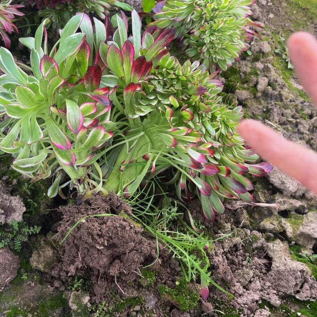 天合缀多肉植物捧花的