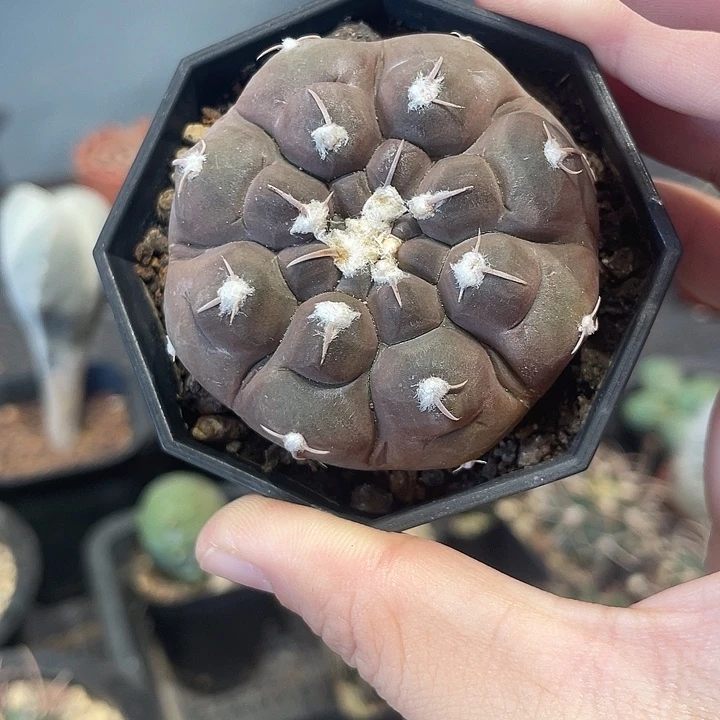 实生铅皮仙人球一颗