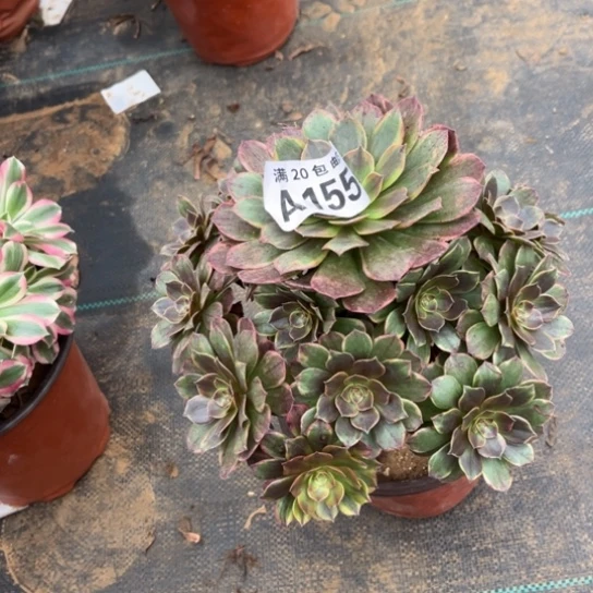 155半夏法师不包断枝