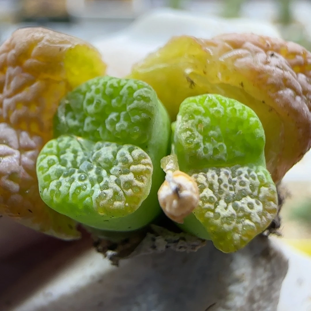 2-25-115当天满58包邮马克杂交福利