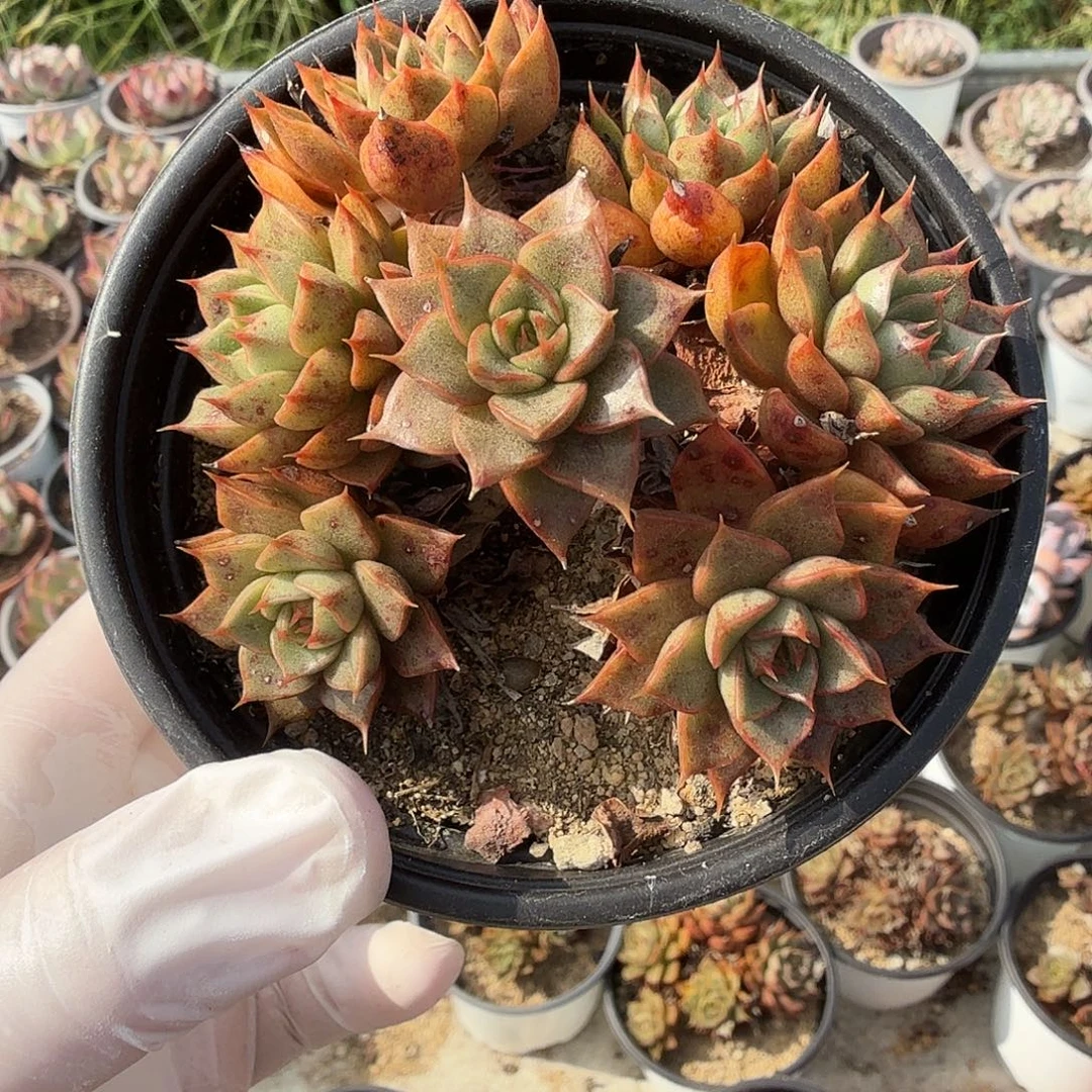 690九公分无砍小和锦满20包邮