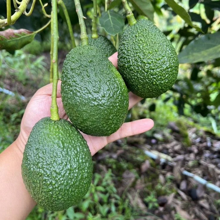 秘鲁A级牛油果一盒两颗装360g左右
