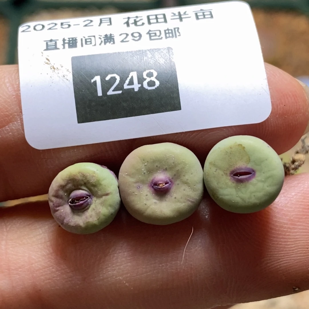 ?****?2-1248好看好看好看