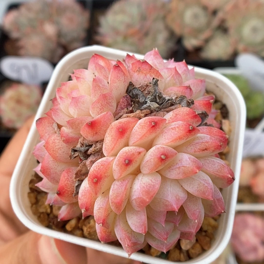 美心优选可拍463号。