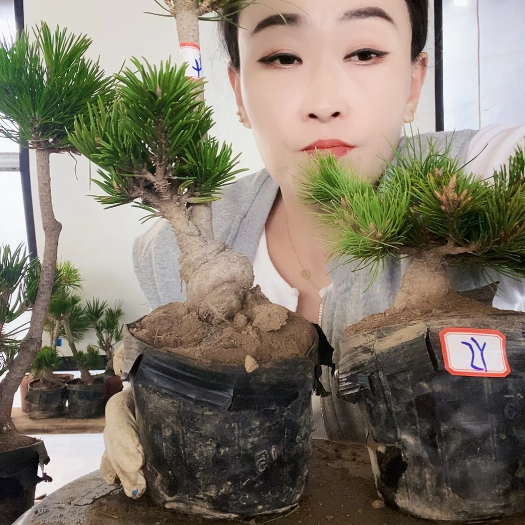 无花朵植物形态多年生草本