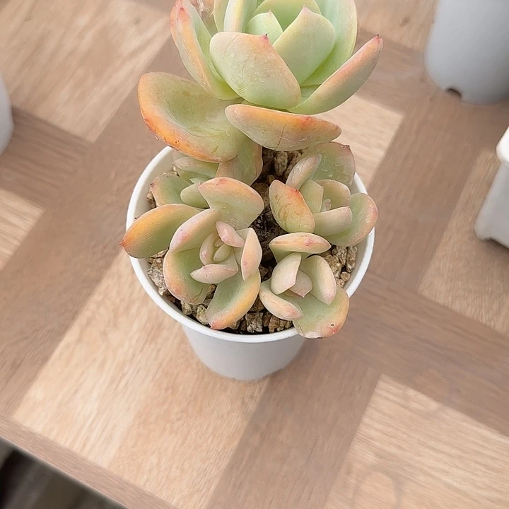 小***文白凤多肉植物一颗
