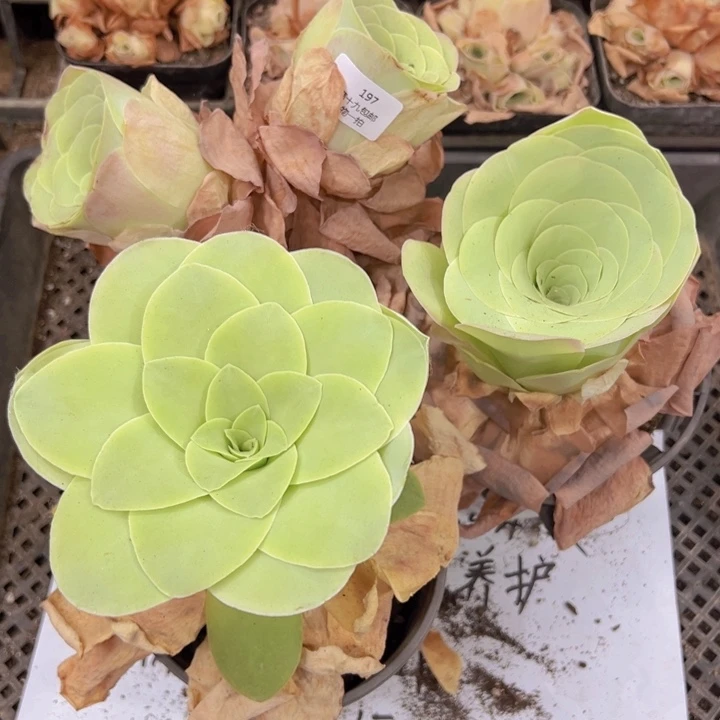 197 裸根不带土发货不包损