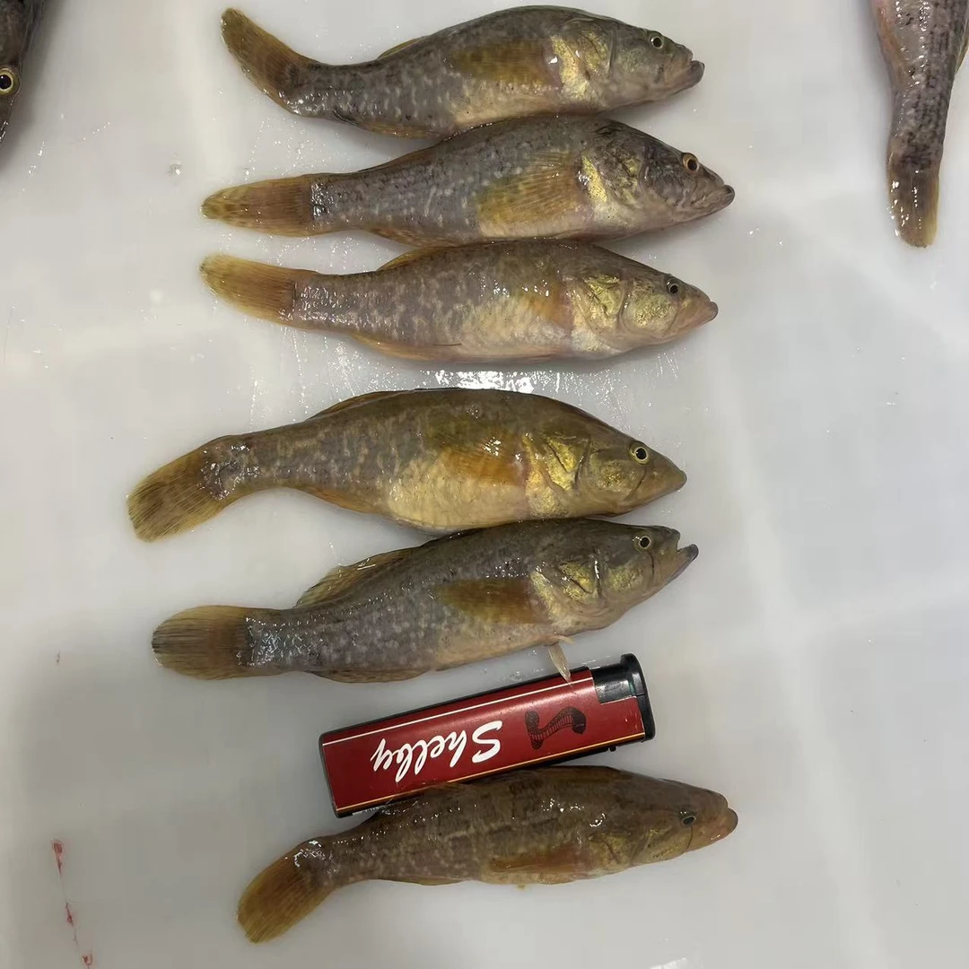 中号老头鱼（3斤45条左右）