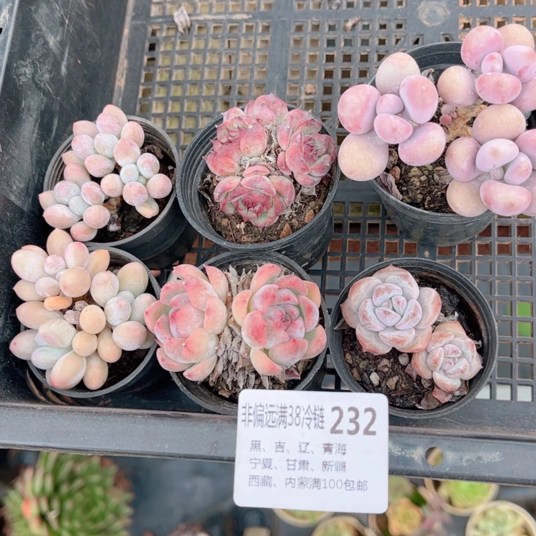 232六颗德华多肉