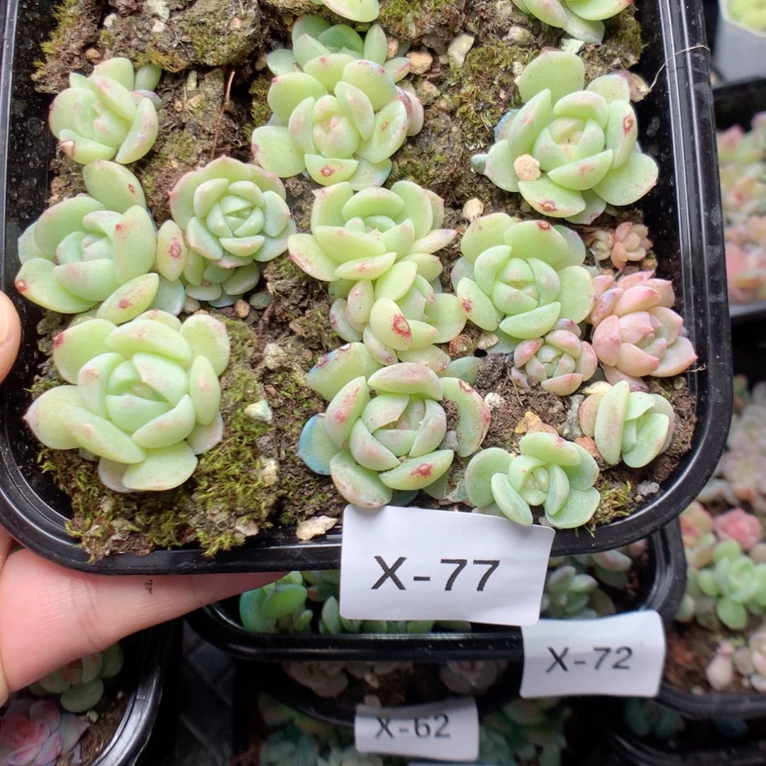 无花朵X77英语英语