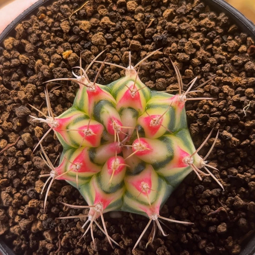 白花田 米哈仙人球
