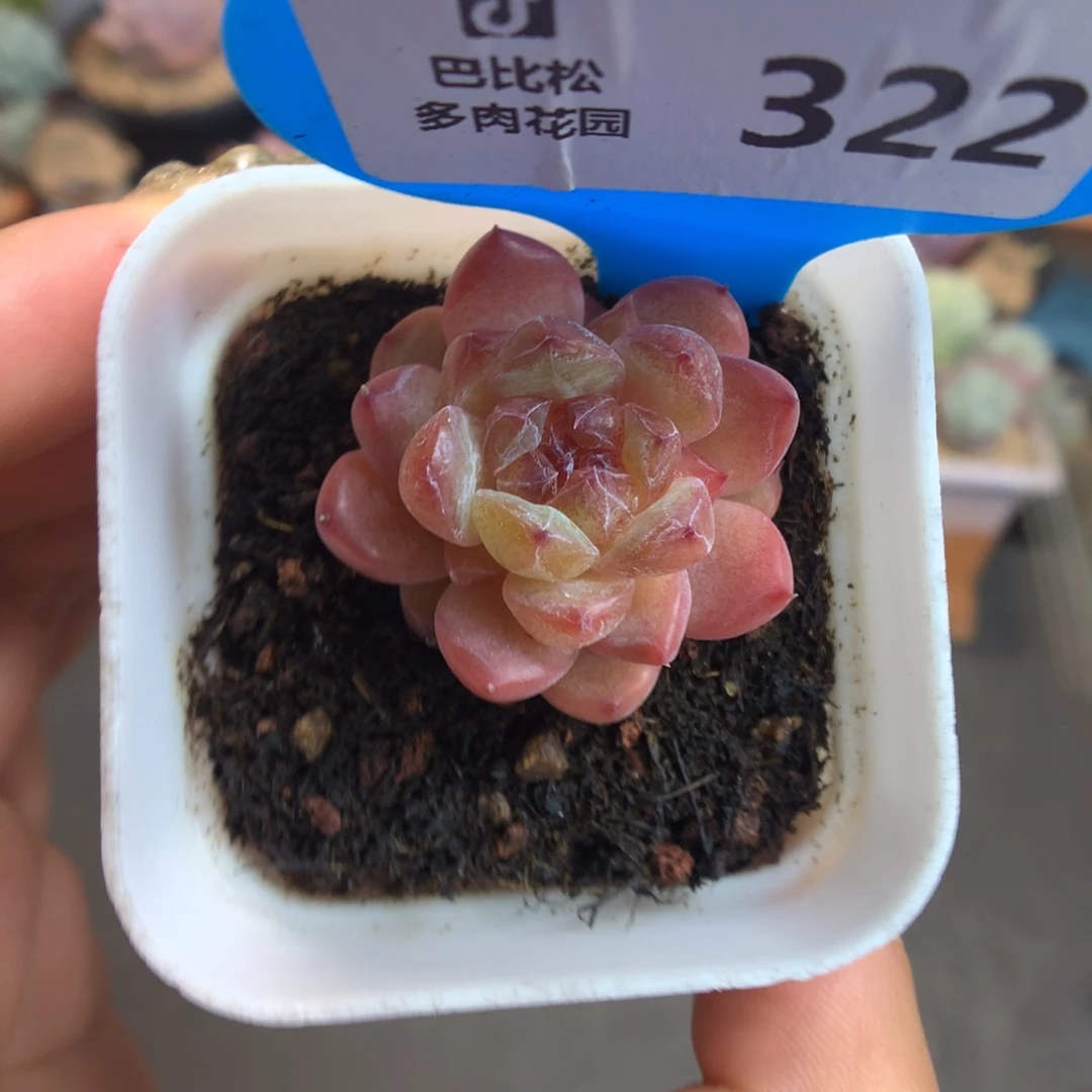 322小脸冰多肉植物一物一拍