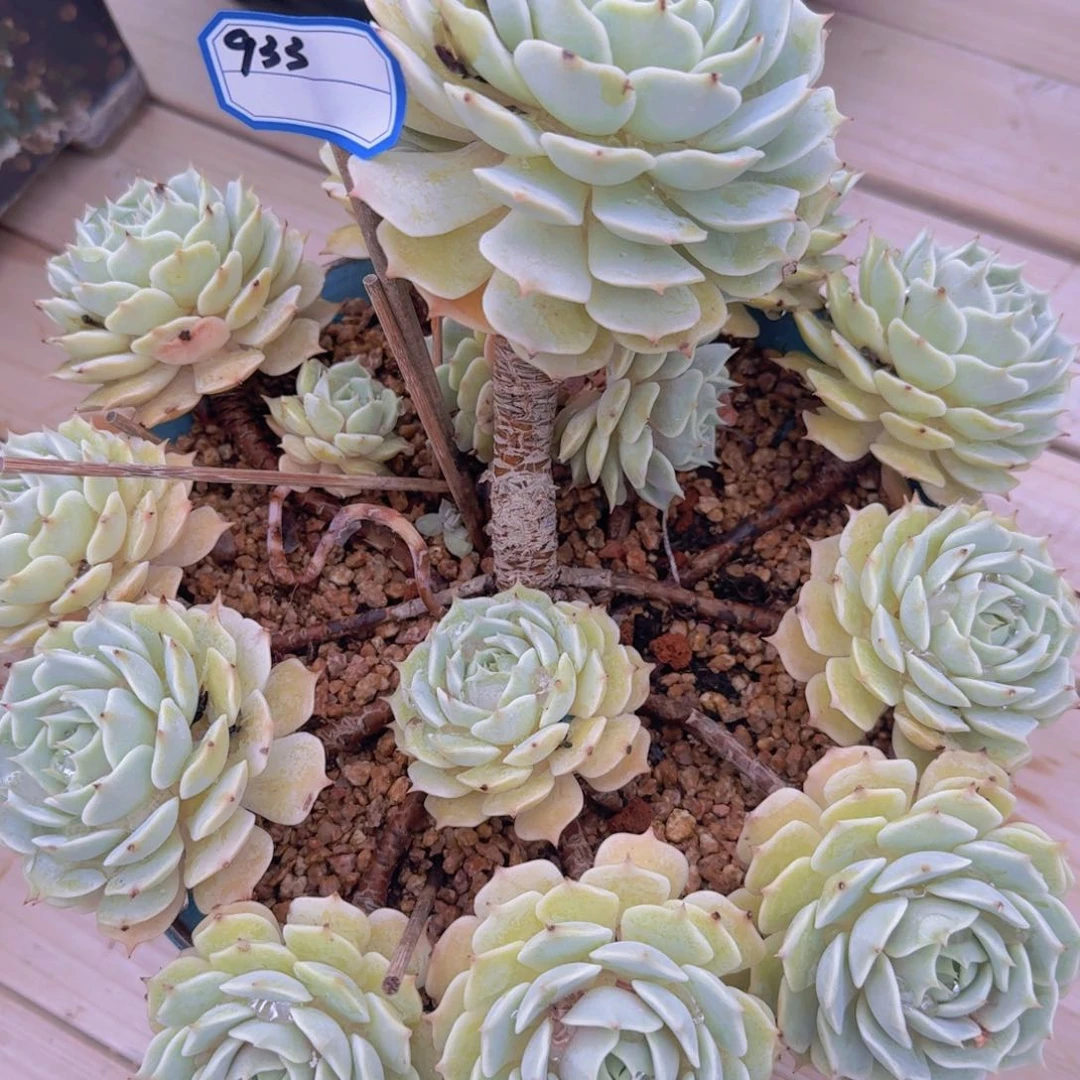 933露娜莲带盆物流到付