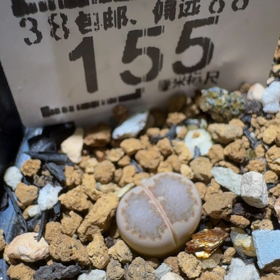 Ssss精品生石花155