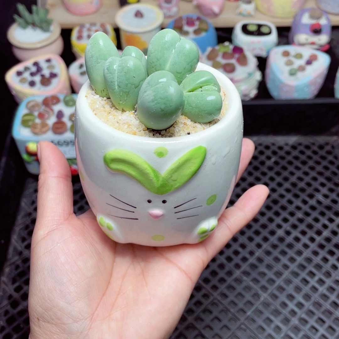 w5700 -零下地区拍保温箱-15支持寄养