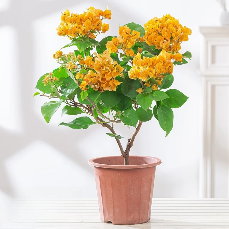 加州黄金三角梅盆栽带花阳台庭院花卉好养活四季开花绿植老桩植物